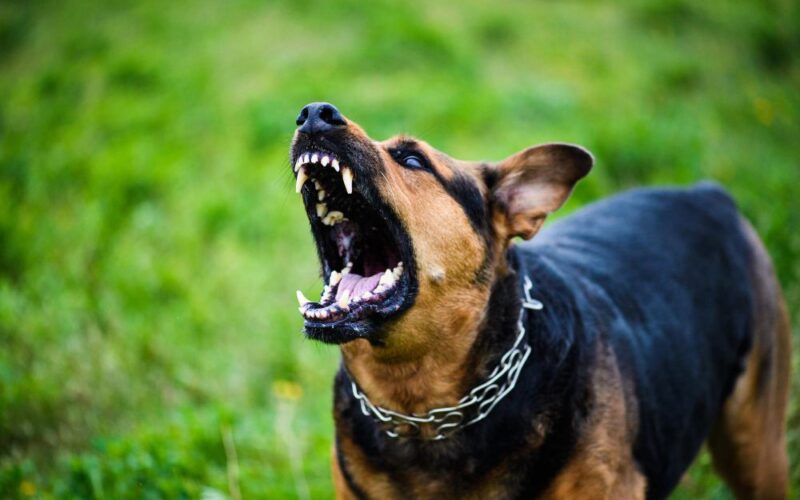 How to Handle Dog Bite Injuries in Burbank